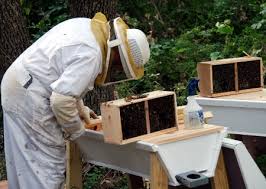 A tbh is nothing more than a cavity with tb's and bees. How To Start Your Top Bar Hive The Ploughshare Institute