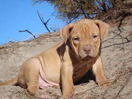 pin on i pits