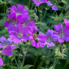 Image result for Geranium