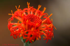 Image result for Kleinia abyssinica