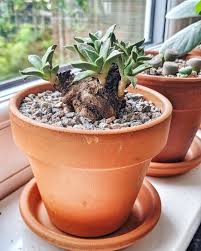 Image result for Nananthus