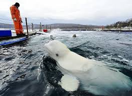 俄罗斯海洋哺乳动物研究中心 几只白鲸beluga 在水中游弋 海参崴vladivostok 这些白鲸因在野外负伤或成为孤儿而获得研究中心救助 目前已和工作人员形成非常亲密的关系 经常跃出水面 亲吻 工作人员 摄影师 youri smi beluga whale sea mammal marine mammals