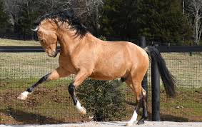They were the first breed to be used in dressage. Cielo Azure Lusitanos