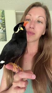 Talking Bird Mynah
