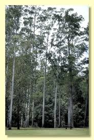 Image result for Eucalyptus grandis