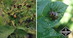 Finally, i just dug around with my hands and a trowel, trying to not miss any. Potato Bugs How To Prevent And Control Gardening Channel