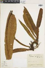 Image result for Elaphoglossum chevalieri