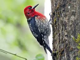 The members of this genus are slender birds with stiff tails and relatively long wings. Red Breasted Sapsucker Ebird