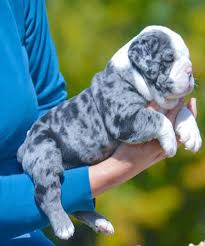Miniature english bulldog puppies for sale in white & blue colors with english bulldog pictures and lots of english bulldog information,, shrinkabulls. Blue Merle Old English Bulldog Chunk Of Styes Baby Animals Cute Animals Cute Baby Animals