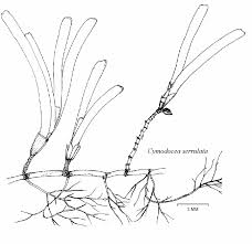 Image result for Cymodocea serrulata