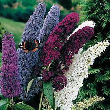 We did not find results for: Butterfly Bush Seed Mix Park Seed
