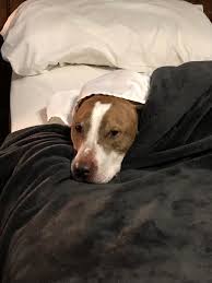 And some cancers just plain hurt: My Boy Has A Brain Tumor And Doesn T Have Much Time Left Please Love Your Pitties As Much As You Can While They Re Here You Never Know When They Won T Be