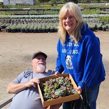 Image result for Gomphocarpus kaessneri