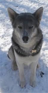 The current median price of wolf hybrids in tennessee is $950.00. Black Husky Wolf Online