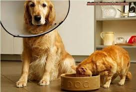 Cat Eating Dogs Food Dog Food Recipes Dogs Food Animals