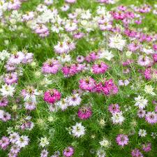 Sativa, is grown for its aromatic seeds. Love In A Mist Compact Red Nigella Damascena Seeds Select Seeds