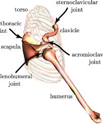 Maybe you would like to learn more about one of these? Various Constituents Of The Shoulder Complex Including The Scapula Download Scientific Diagram