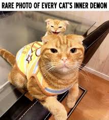 Pin By Angge Naguit On Petmemes Orange Tabby Cats Funny Animal Pictures Funny Cats