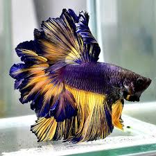 Live Betta Fish Sweden Mustard Feather Tails Fb 1 Male Rare Find Collection Ebay Betta Fish Betta Betta Fish Tank