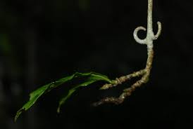 Image result for Hugonia orientalis