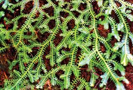 Image result for Selaginella molliceps