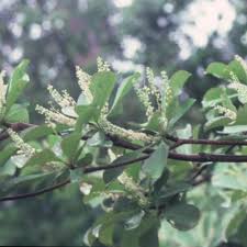 Image result for Terminalia trichopoda