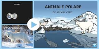 Ce Animal Polar Vezi Prezentare Powerpoint Animale Polare Animale De La Poli Regiuni Polare Poli Polar Viața La Poli Romană Animals Polar Education