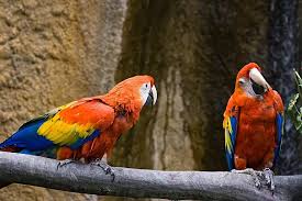 Image result for tbn:ED285OK8yRCGdM::www.hawanaajd.com/backgd/data/media/4/Wallpapers_-_Parrots_-_01.jpg