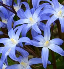 Image result for Loxodera bovonei