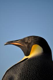 For almost two months he will go without food in order. Emperor Penguins Australian Antarctic Program