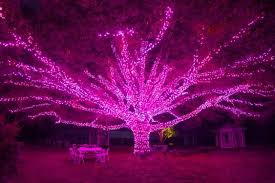 Dominion Energy Gardenfest Of Lights Behind The Scenes Virtual Tour Lewis Ginter Botanical Garden Scenery Wallpaper Lewis Ginter Botanical Garden Love Background Images