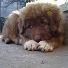 Top 5 Of The World S Largest Dog Breeds In 2020 Livestock Guardian Dog Large Dog Breeds Dog Breeds