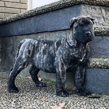 We did not find results for: Everything To Know About The Perro De Presa Canario Aka Canary Mastiff Palmy Paws