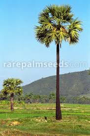 Image result for Borassus