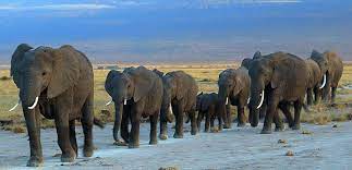 Those names are herd and parade. Heard Of Elephants Creation Com