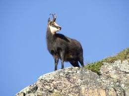 Floarea de col (leontopodium alpinum). Plante Si Animale Pe Cale De Disparitie Din Romania Animale Din Romania