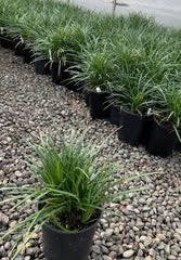 Image result for Ozoroa longipes