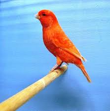 red frost canary