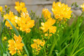 Everything You Need To Know About Freesia Flowers Petal Republic
