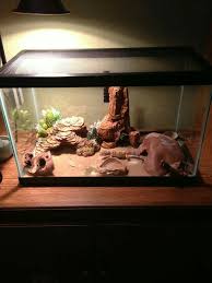 Pin By Inspiration On Leopard Gecko Enclosure Ideas Leopard Gecko Leopard Gecko Terrarium Leopard Gecko Care