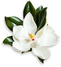 Maybe you would like to learn more about one of these? Seeds Of Life Gift Trees Memorial Tree Gifts