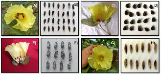 Image result for Gossypium barbadense