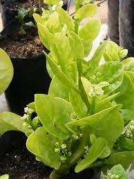 Image result for Basella alba