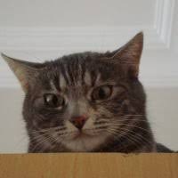 kedilerde biyik dokulmesi petlebi sosyal