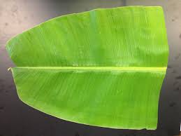 Banana Leaf Pooja Leaves Pooja Items Leaf Health Banana Leaf Banana