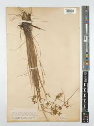 Image result for Pycreus unioloides