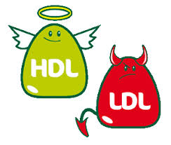 Image result for HDL cholesterol