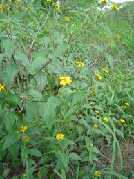 Image result for Aspilia