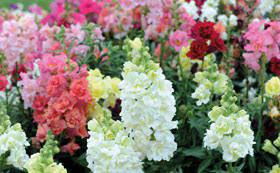 Maybe you would like to learn more about one of these? Annual Plants Thompson Morgan