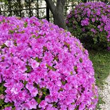 Azalea Poukhanense Compacta 2 5qt U S D A Hardiness Zones 4 9 1pc National Plant Network In 2020 Flowering Shrubs Plants Azalea Flower